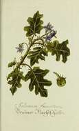 Image of Solanum campechiense var. fuscatum (L.) L.
