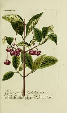 Euonymus latifolius (L.) Mill. resmi