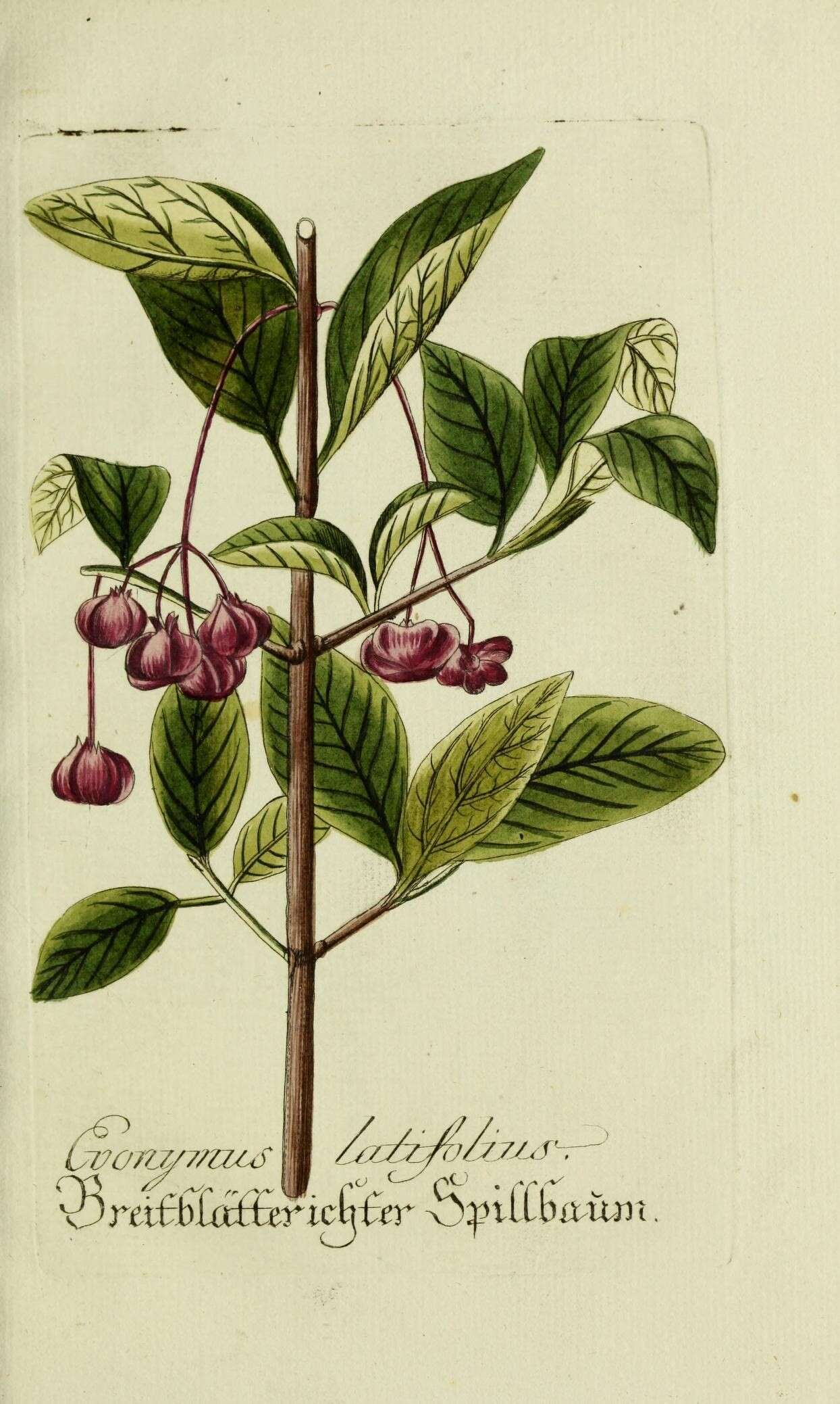 Image of Broad-leaved Spindle