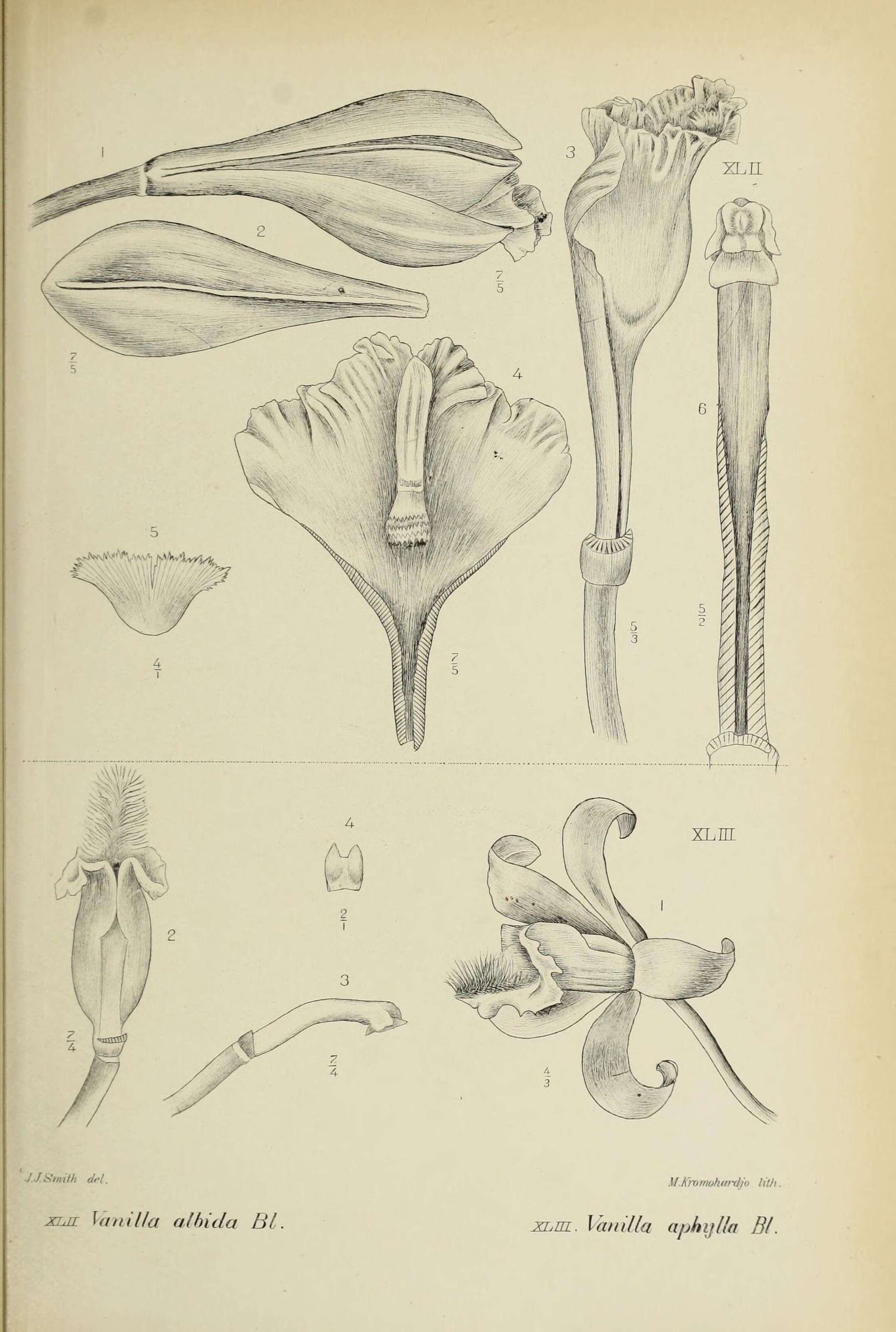 Image of Vanilla albida Blume