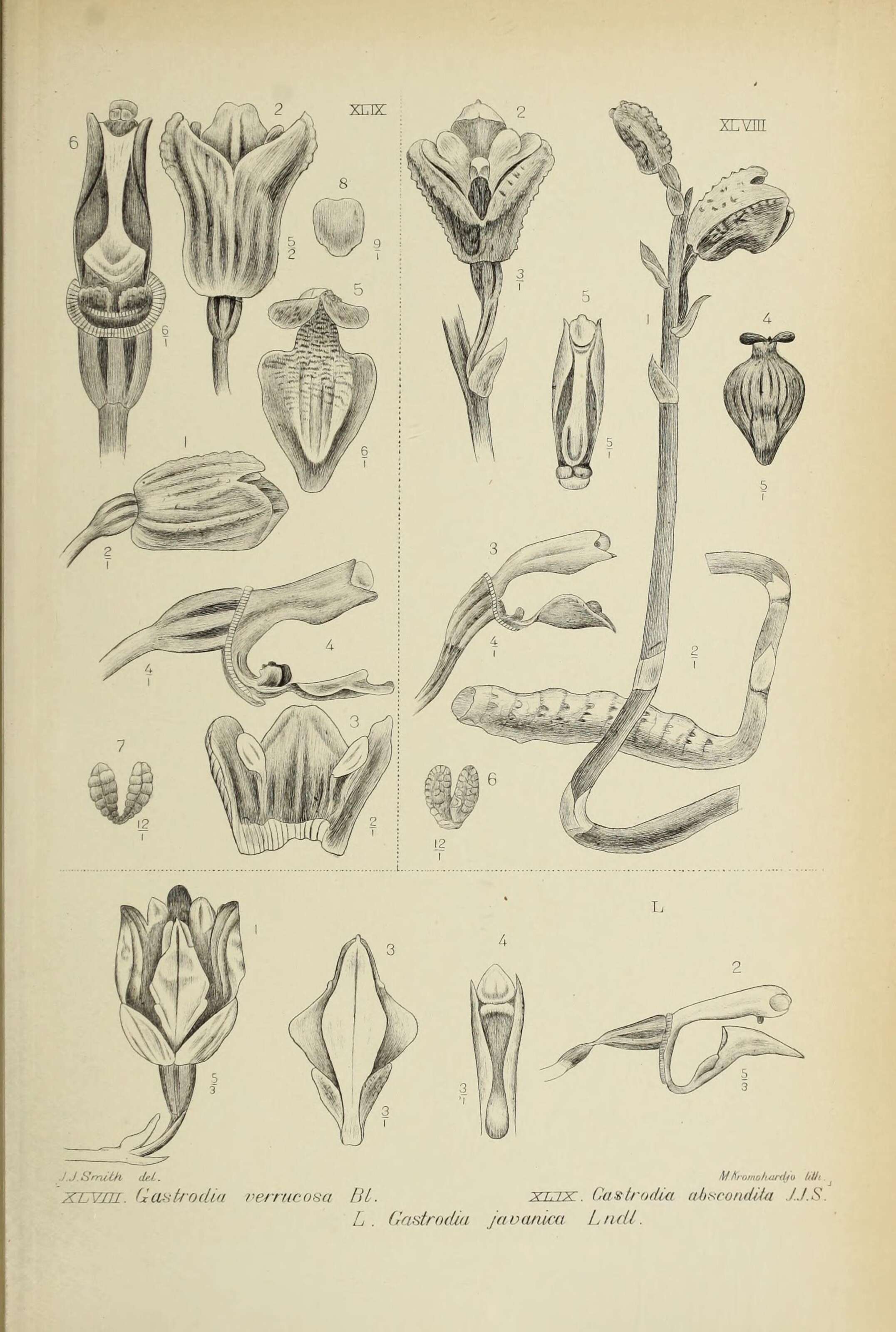 Image of Gastrodia verrucosa Blume