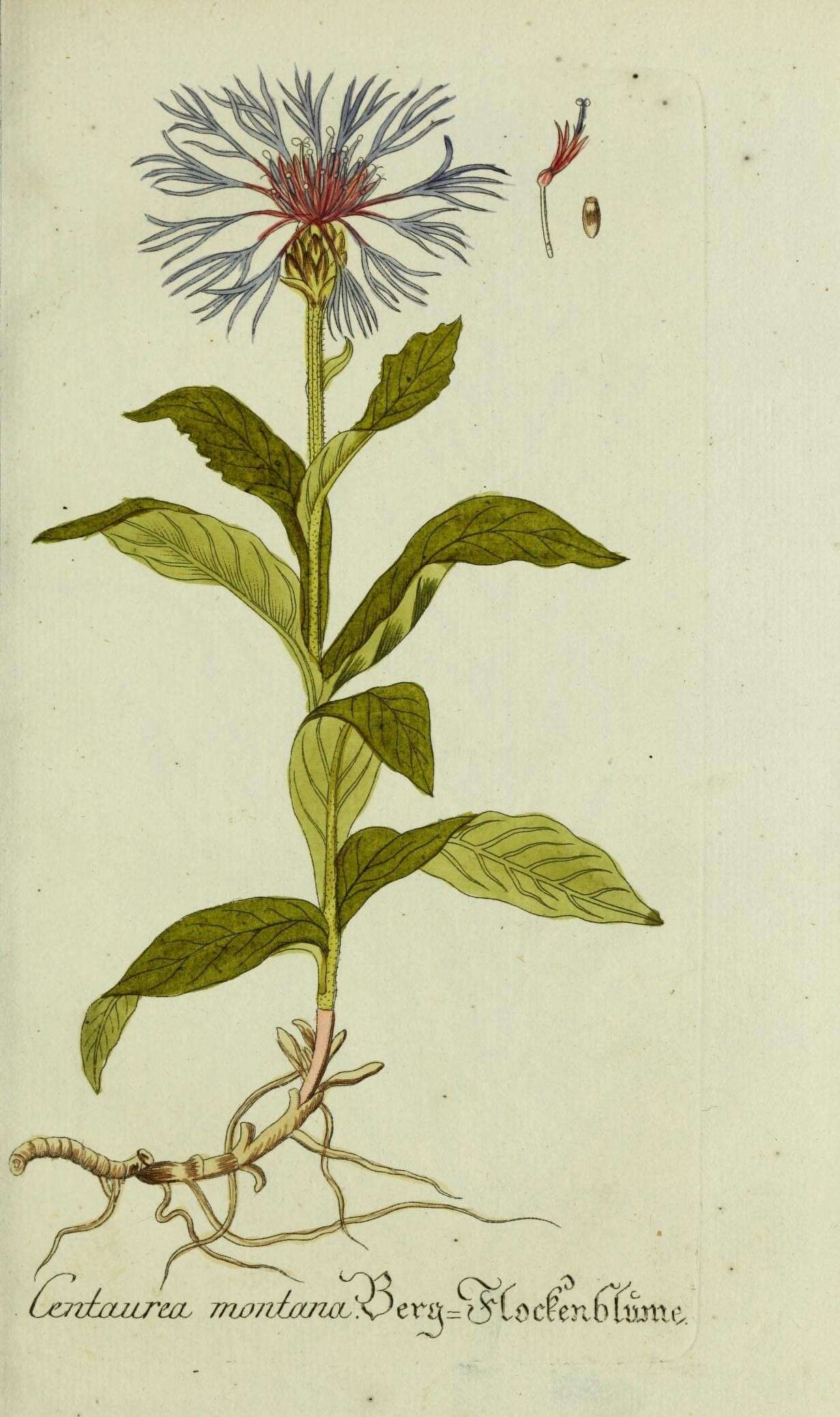 Image of perennial cornflower