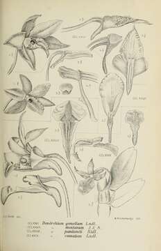 Imagem de Dendrobium gemellum Lindl.