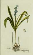 Image of Scilla amoena L.