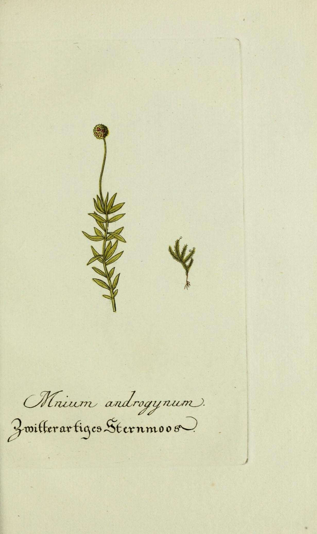 Image de Aulacomnium androgynum Schwaegrichen 1827