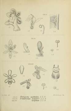 Image of Robiquetia spathulata (Blume) J. J. Sm.