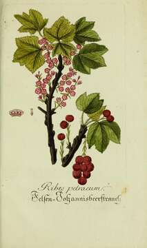 Image of Rock Red Currant