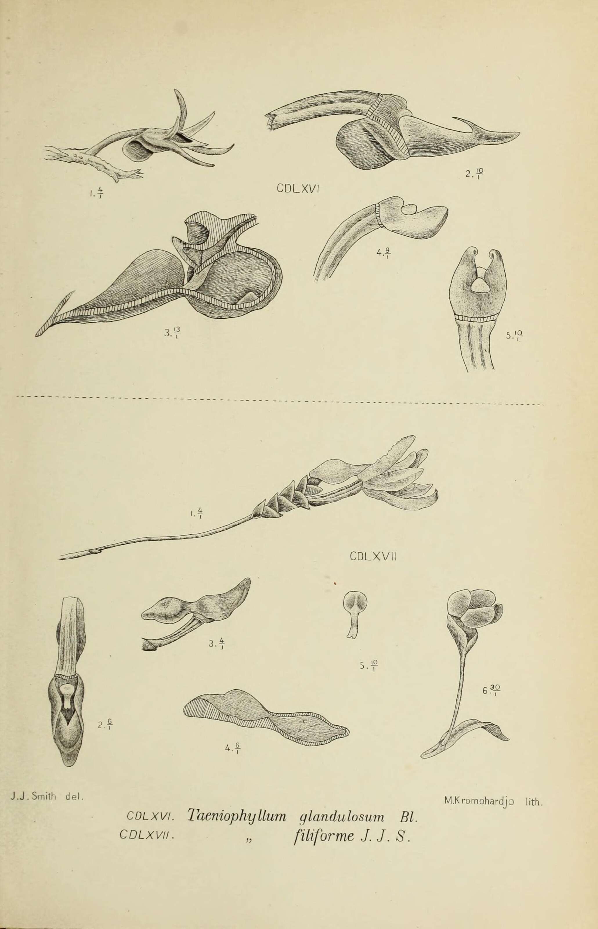 Image of Taeniophyllum glandulosum Blume