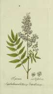 Image of false spiraea