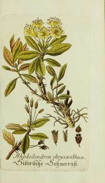 صورة Rhododendron aureum subsp. aureum