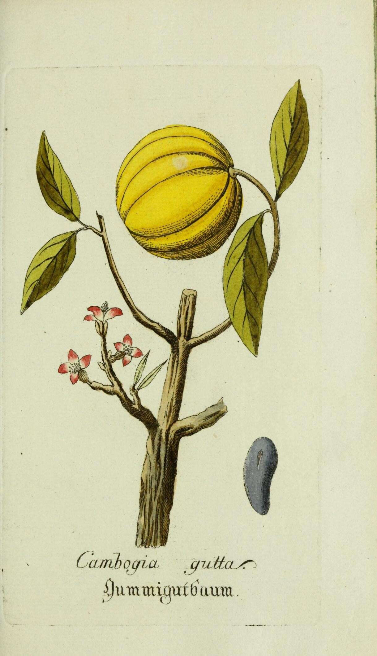 Sivun Garcinia morella (Gaertn.) Desr. kuva