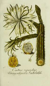 Cereus repandus (L.) Mill. resmi