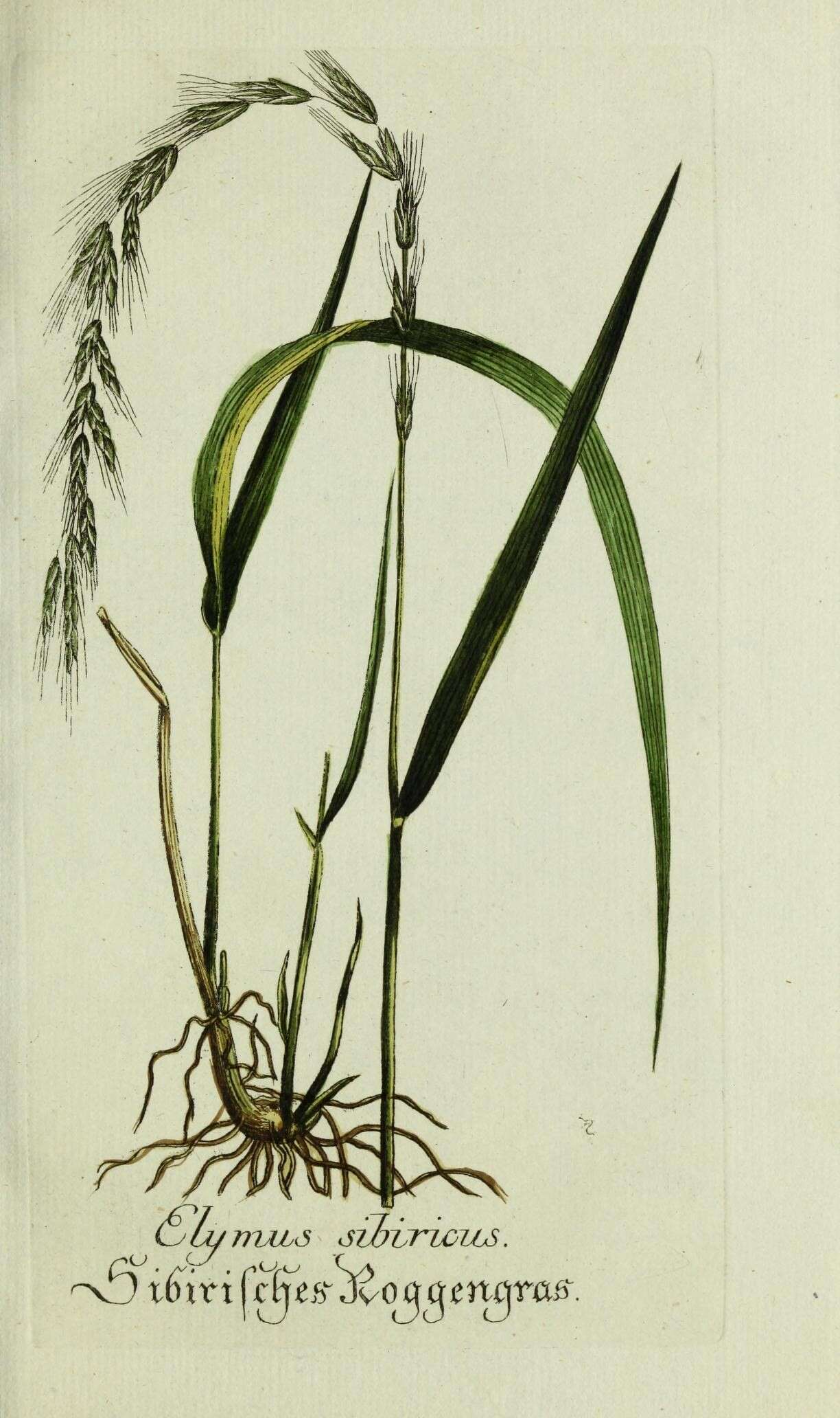 Image of Siberian Wild Rye