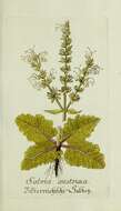 Image of Salvia austriaca Jacq.