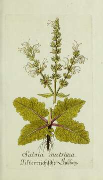 Salvia austriaca Jacq. resmi