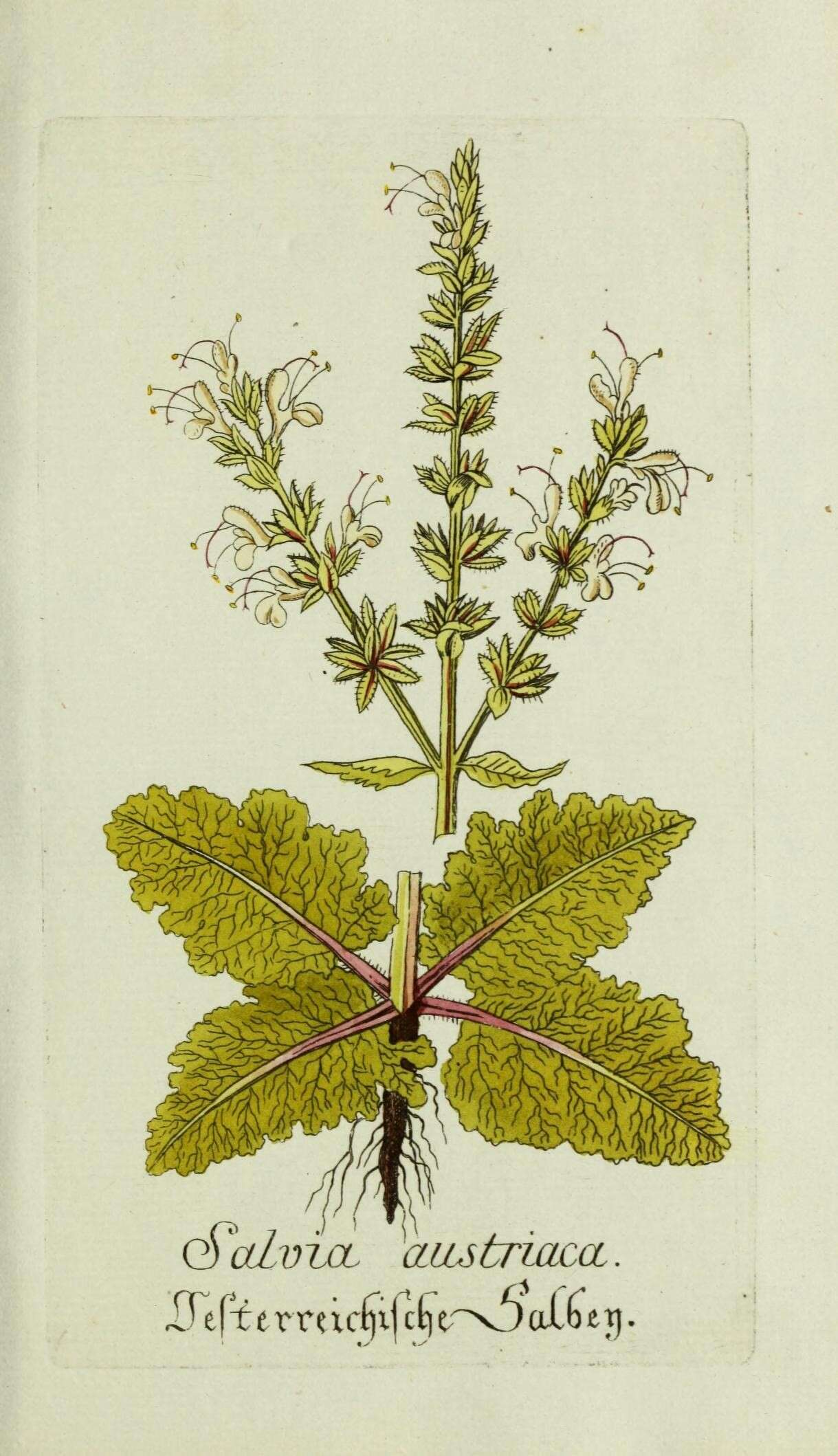 Salvia austriaca Jacq.的圖片