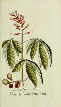 Imagem de Aesculus pavia L.