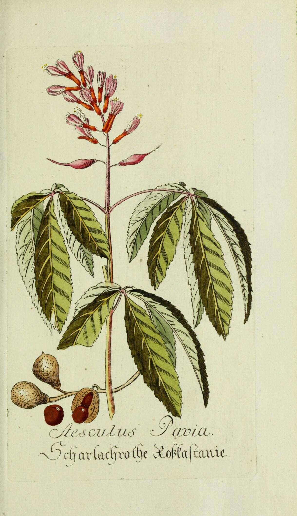 Image of red buckeye