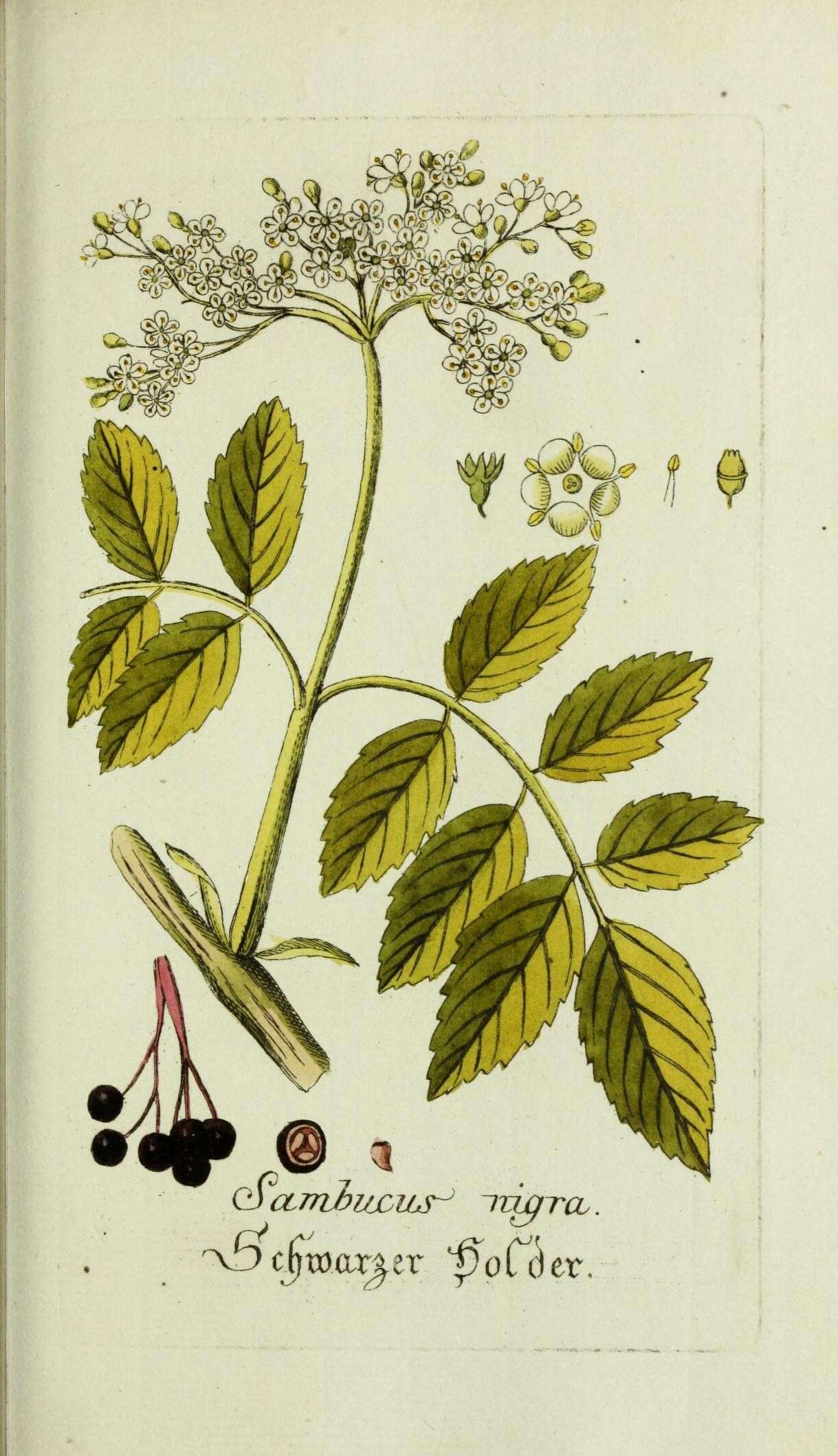 Imagem de Sambucus nigra L.