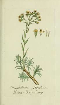 Helichrysum stoechas (L.) Moench resmi