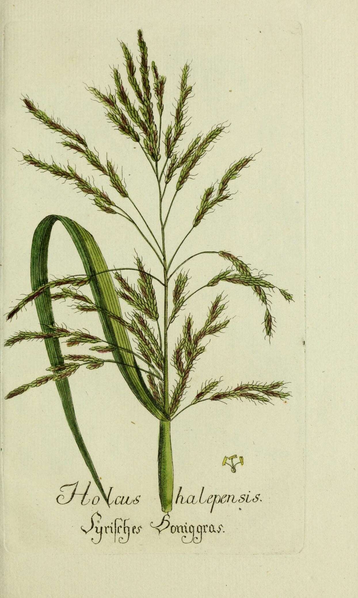 Image of Johnson grass