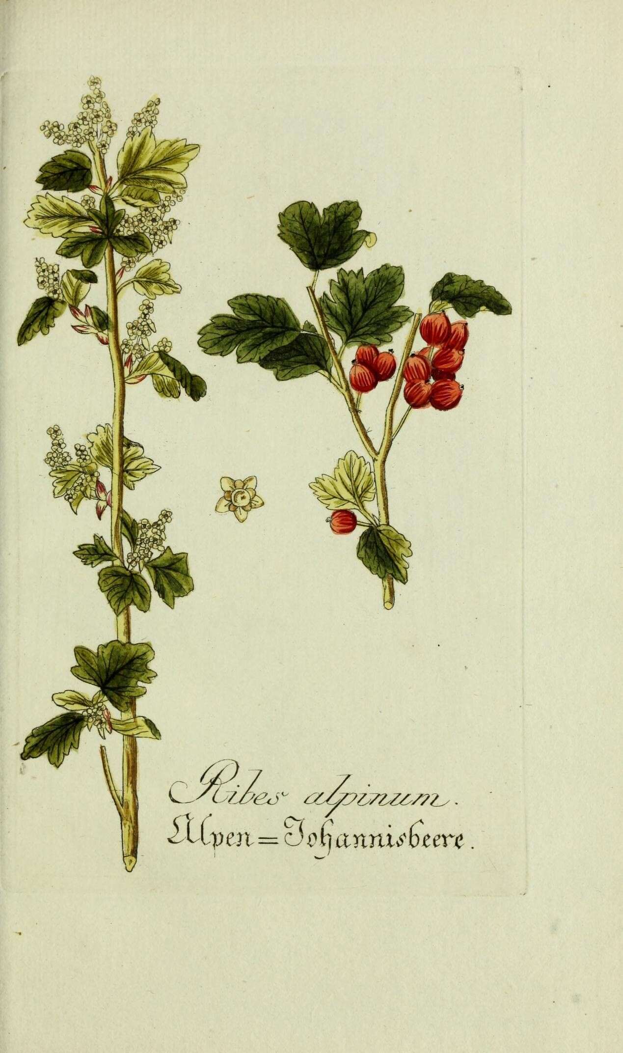 Image of Mountain Currant