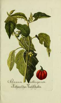 Image of Ethiopian nightshade