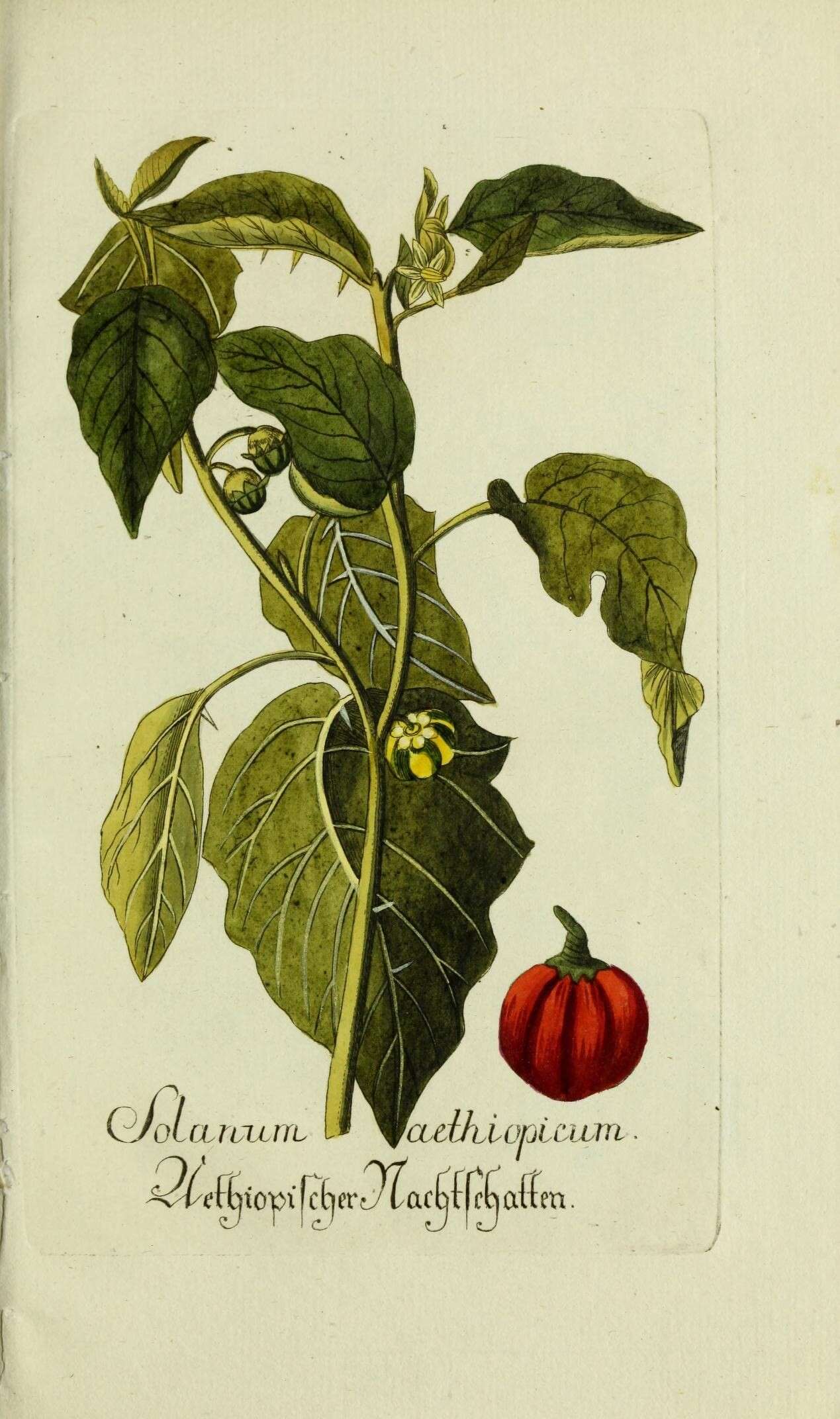 Image de Solanum aethiopicum L.