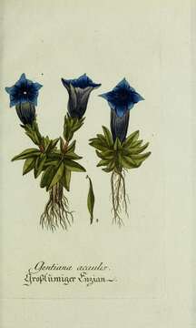 Image of Stemless Gentian