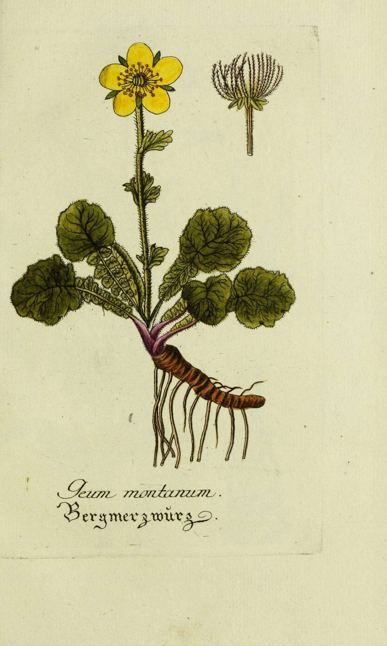 Image of Geum montanum L.