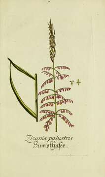 صورة Zizania palustris L.