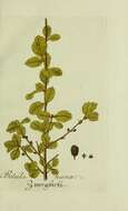 Image of Arctic dwarf birch