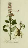 Слика од Stachys germanica L.