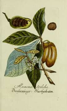 Plancia ëd Asimina triloba (L.) Dunal