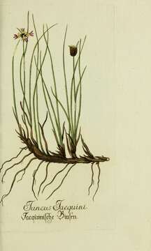 Juncus jacquinii L. resmi