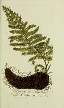 Image of male fern