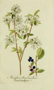 Image of common serviceberry