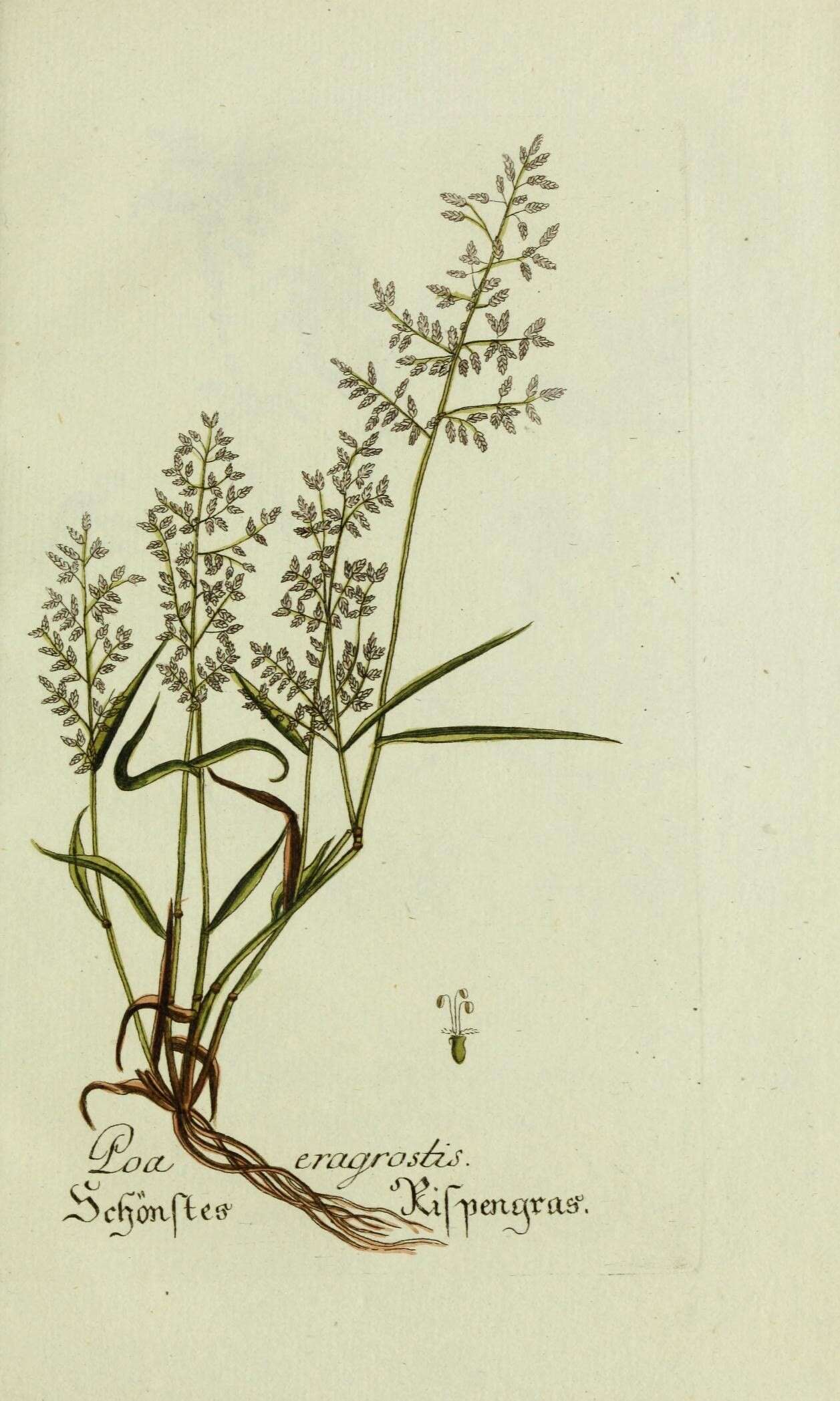 Image de Eragrostis minor Host