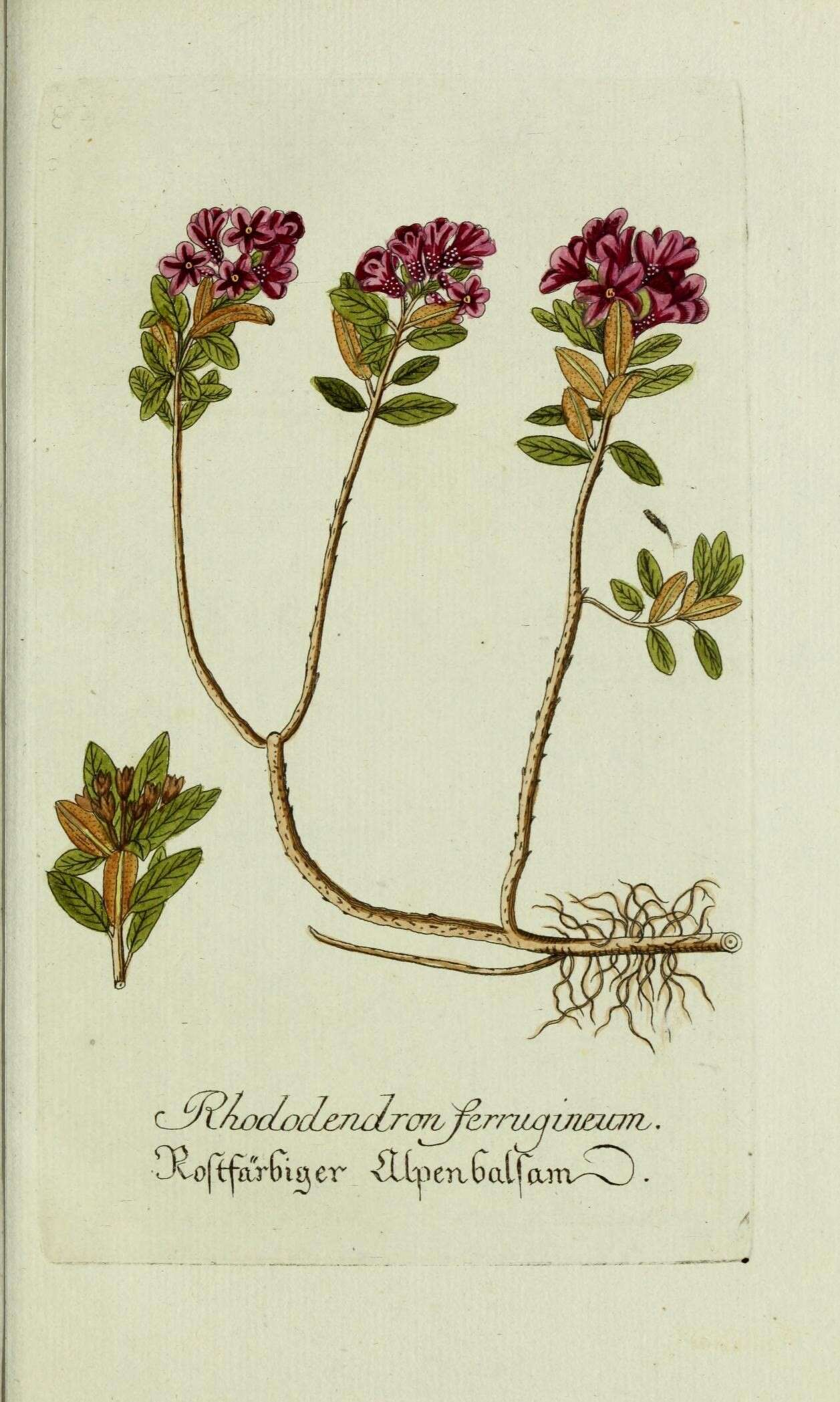 Rhododendron ferrugineum L. resmi