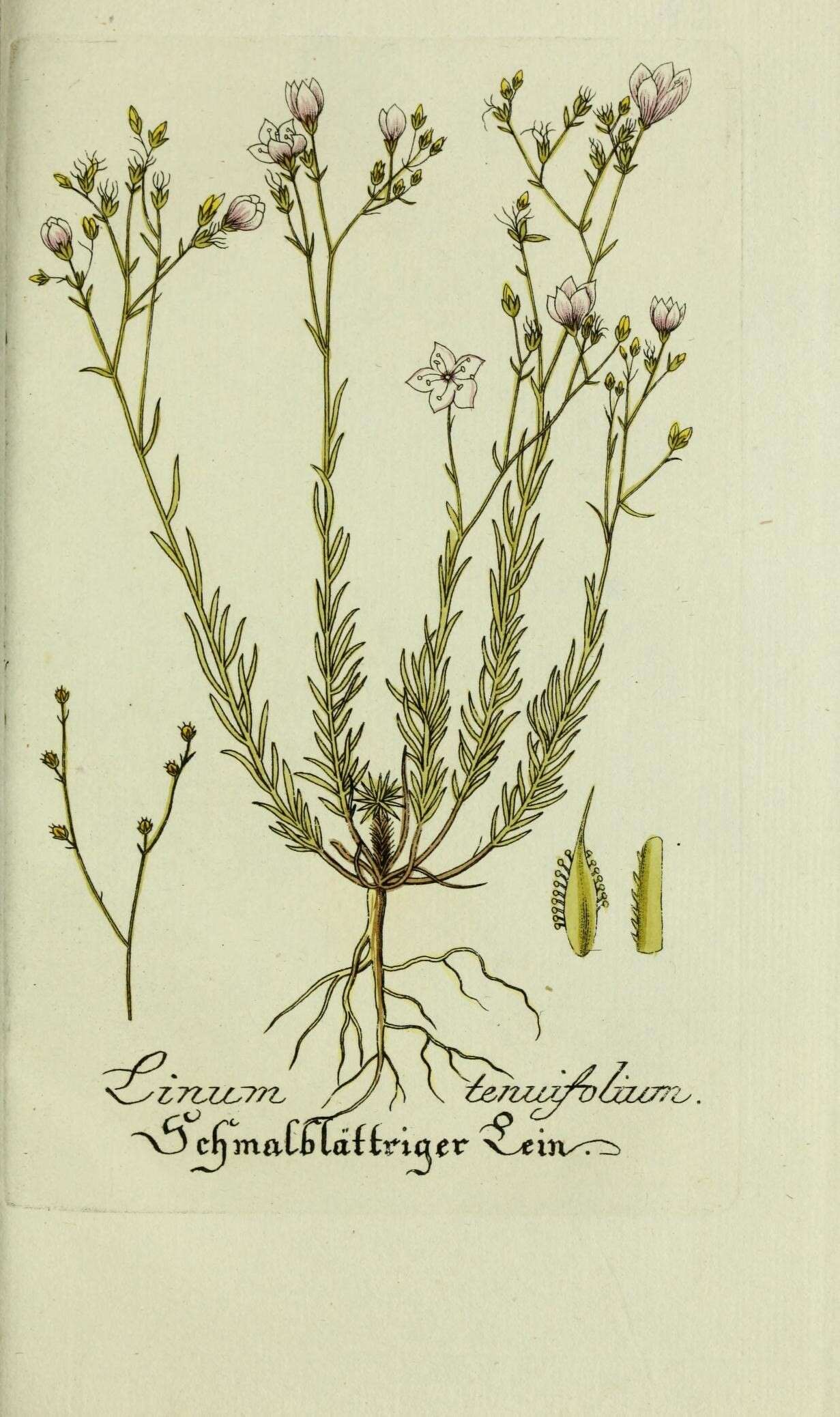 Imagem de Linum tenuifolium L.