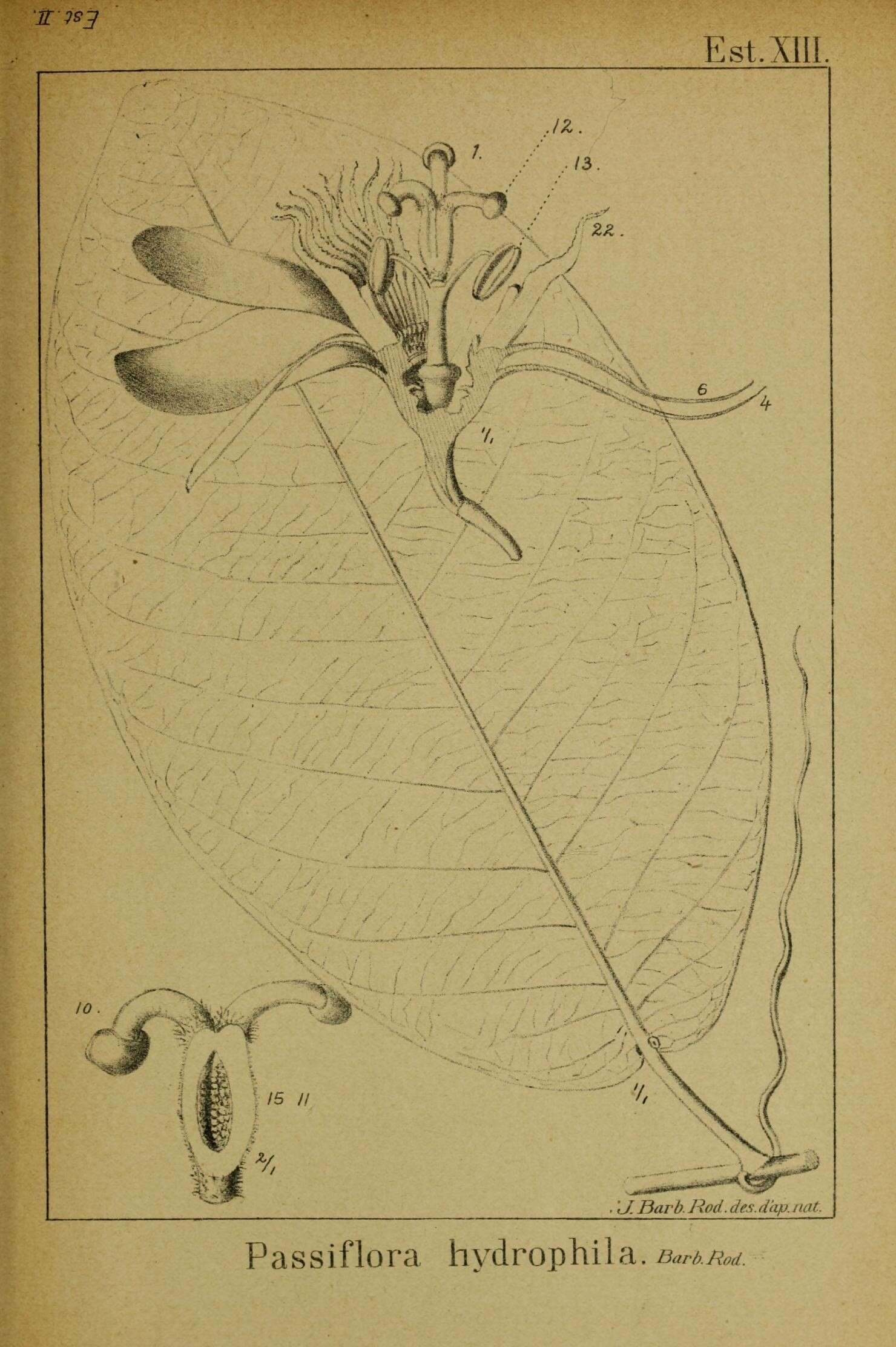 Image of Passiflora costata Mast.