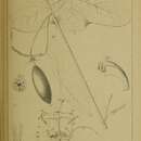 Image of Passiflora amalocarpa Barb. Rodr.