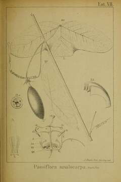 Passiflora amalocarpa Barb. Rodr.的圖片