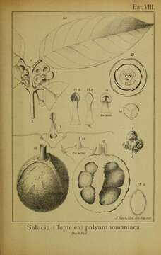 Image of Salacia impressifolia (Miers) A. C. Sm.