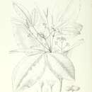 Image of Melicope tahitensis Nadeaud
