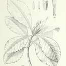 Image de Psychotria speciosa G. Forst.