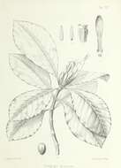 Plancia ëd Psychotria speciosa G. Forst.