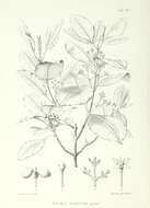 Image of Melicope tahitensis Nadeaud