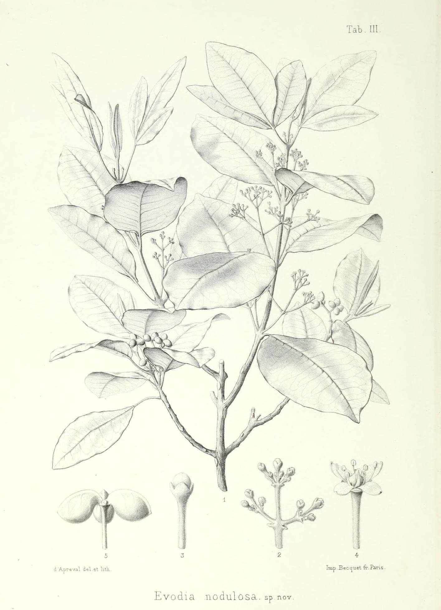 Image of Melicope tahitensis Nadeaud