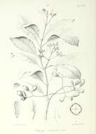 Plancia ëd Psychotria cernua Nadeaud